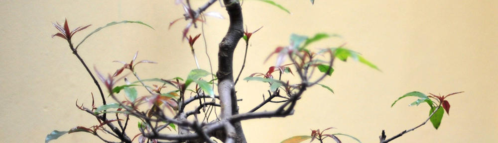 Gestion de l'Association Drancy-Danses